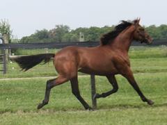 BELLA’S FIRECRACKR