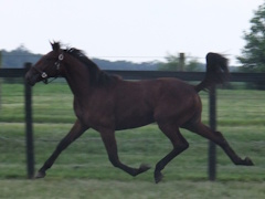 #53 GRIN N BEACH IT