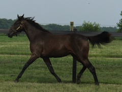 #51 MONTE BELLA