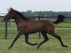 #13 MR SCHNAPPS